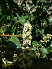 Prunus ilicifolia Bud